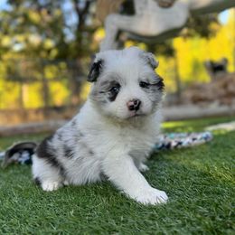 Green Collar - Blue merle male Border Collie puppy in Mariposa, California from Team Reeves Ranch
