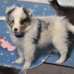 Pixie - Blue merle white and tan female Shetland Sheepdog puppy in Wolcott, Indiana from Southside Shelties