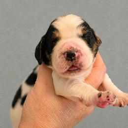 Foxy - Black white and tan female English Springer Spaniel puppy in Fort White, Florida from Thunderbird Springers