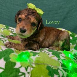 Lovey - Sable female Poodle puppy in Conway, Arkansas from Arkansas River Poodles