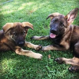 German Shepherd Puppies from Rodina Straze German Shepherds
