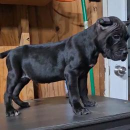 Boy 2 - Black male Cane Corso puppy in Haslet, Texas from Trained To Go Corso Kennels (T.T.G. Corso Kennels)