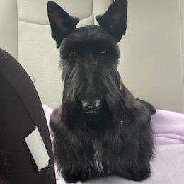 Luna - Scottish Terrier