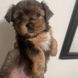 Lucy(1500) - Merle female Yorkipoo puppy in Shelby, North Carolina from Precious pups dynasty kennel