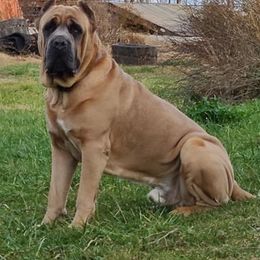 Cane Corso All Grown Up from Burlap N Lace Cane Corso's