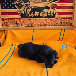 Boy 1 - Black male Labrador Retriever puppy in Potosi, Wisconsin from Point and Flush Gun Dogs