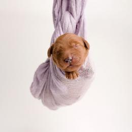 Girl 2 - female Golden Retriever puppy in Buhl, Idaho from Atkinson's Goldens