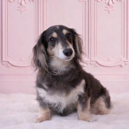 Maliblu - Dachshund