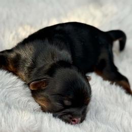 Boy 1 - Black and tan male Shih Tzu puppy in Calimesa, California from Little Mountain’s Shih Tzus