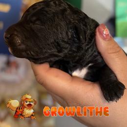 Charmander - Black male Poodle puppy in Ephrata, Washington from NCR Ranch