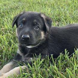 Boy 2 - male German Shepherd puppy in Whitehouse, Ohio from Providence Landhaus