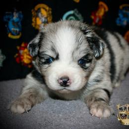 Yoshi - Blue merle male Australian Shepherd puppy in El Dorado Springs, Missouri from HP Aussie Kennels