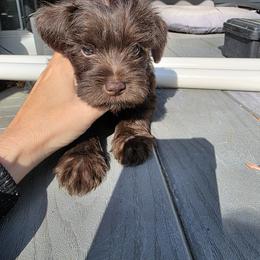 Miniature Schnauzer Puppies from Jentz Family Schnauzers