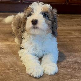 Theo - Merle female Bernedoodle puppy in Los Angeles, California from Bernied00dle Love