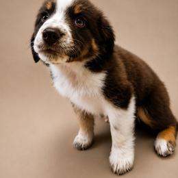 Benedict - Red tri male Miniature Australian Shepherd puppy in Macomb, Missouri from Faunus Farms and Aussies