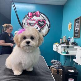 Lhasa Apso Puppies from Cynthia's Lhasa Apsos