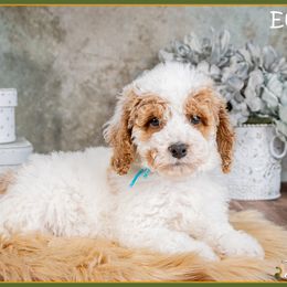 Eugene - Red and white male Cockapoo puppy in Connersville, Indiana from Deaz Doodle Ranch