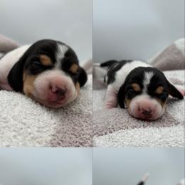 Toro - Piebald male Dachshund puppy in Brownsville, California from Pine & Pasture Dachshunds