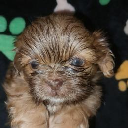 Hooper - Liver and white male Shih Tzu puppy in Arcadia, Florida from Kitsune Cuddles and kisses