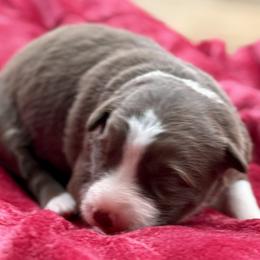Red Girl 3 - White and red female Border Collie puppy in East Ellijay, Georgia from Nine Peaks Border Collies