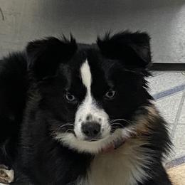 Grace - Miniature Australian Shepherd