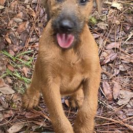 Irish Terriers from Blessed Hill & Dell