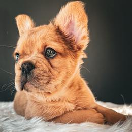 OJ - Fawn male French Bulldog puppy in Porter, Texas from Whatabulldog