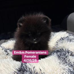 Black and tan girl - Black and tan female Pomeranian puppy in Kentucky from Em&M Pomeranians