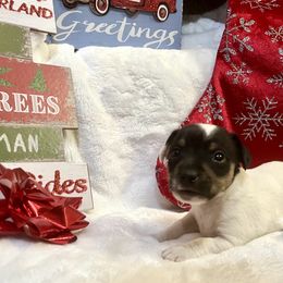 Border Collie and Jack Russell Terrier Puppies from CP FARMS BORDER COLLIES N JACKS CORP