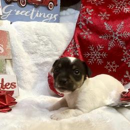 Border Collie and Jack Russell Terrier Puppies from CP FARMS BORDER COLLIES N JACKS CORP