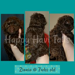 Havanese Puppies from Happy Havi Tails