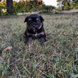 Aurora (Chihuahua x Yorkie) - Black and silver female Chihuahua puppy in Weatherford, Texas from Small and Mighty Chihuahuas