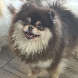 Kane - Pomeranian