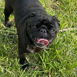 Zalah - Pug