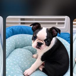 Gabby - Seal and white female Boston Terrier puppy in Ringgold, Georgia from A-K Boston Terriers