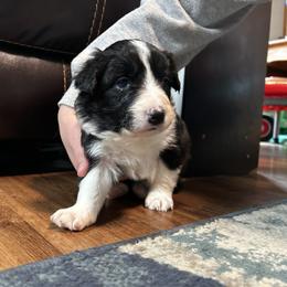 Parsnip - Black and white female Border Collie puppy in Franklin, Maine from Broad Meadow Borders