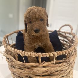 Goldendoodle Puppies from Goldendoodle’s Love