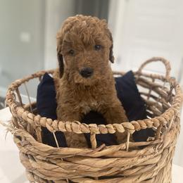 Goldendoodle Puppies from Goldendoodle’s Love