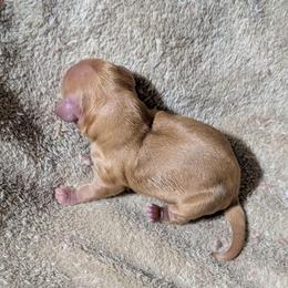 Rita - Red female Cockapoo puppy in Sparta, Missouri from Sis' Doodles & Poodles