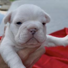 Star - White female French Bulldog puppy in Pine Township, Pennsylvania from BlueCairo Frenchies