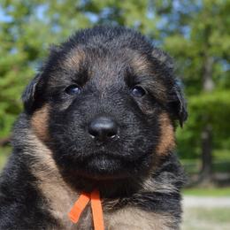 Orange - Black and tan female German Shepherd puppy in Grand Rivers, Kentucky from Von Frieden German Shepherds LLC