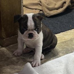 Boy 4 - Brindle and white male Boston Terrier puppy in Alabama from Southern Bulldogs