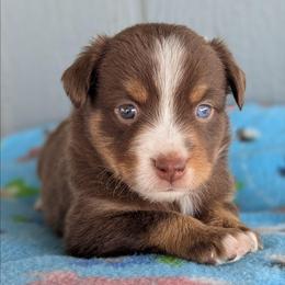 Hazelnut - Red tri female Toy Australian Shepherd puppy in Mountain Home, Idaho from LJK Boxers & Toy Aussies