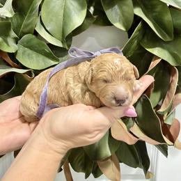 Girl 2 - female Goldendoodle puppy in Mesa, Arizona from Twinkle MiniDoodles
