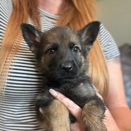 Pink collar - Sable female German Shepherd puppy in Canterbury, Connecticut from Nachtwaechter German Shepherds, LLC