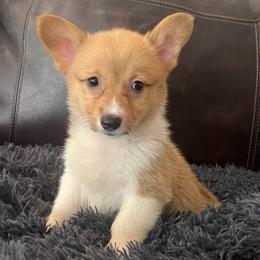 WM F2 - Red female Pembroke Welsh Corgi puppy in Stockton, Iowa from Infinity Corgis