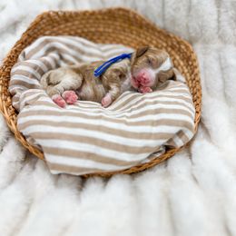 Pumbaa - Red  male Goldendoodle puppy in Sulphur, Louisiana from Curly Q’s Of Carlyss