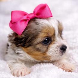 Honey - Parti female Yorkshire Terrier puppy in Concord, California from Puppy Boutique