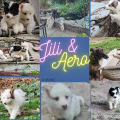 Native American Indian Dog Puppies from Night Eyes NAIDs:Native American Indian Dog Preservation Project