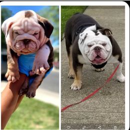 Bulldog Puppies from Revolutionary Quality Bulldogs